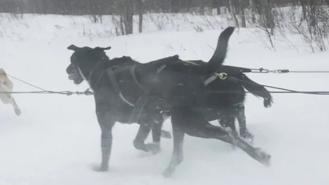 Dog sledge running during snowfall Stock Footage 79821279