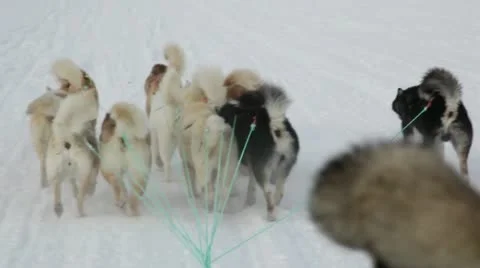 Dog sleed in Greenland 스톡 동영상 12553974