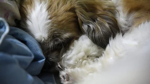 Dog sleep Stock Footage 71360262