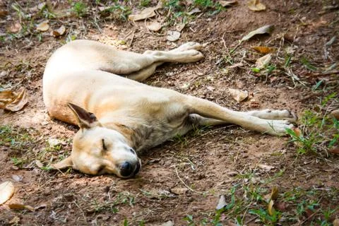 Dog sleep on the forest Stock Photos