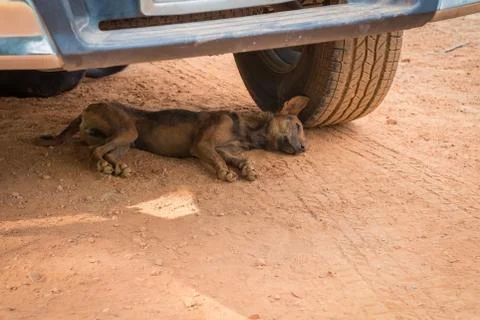 Dog sleep Stock Photos