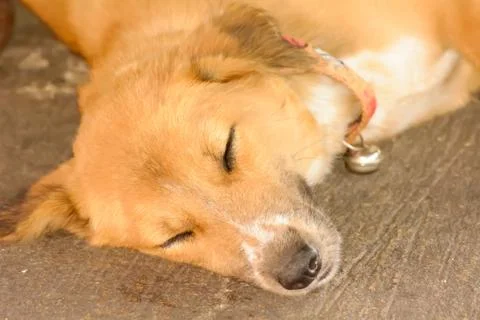 The dog sleep Fotos Stock
