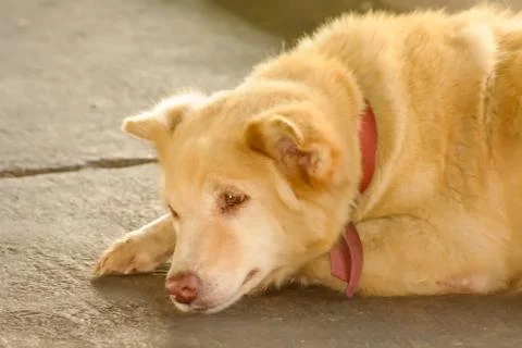 The dog sleep Stock Photos
