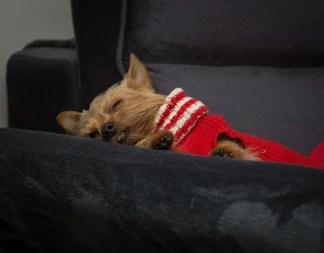 Dog sleep Stock Photos