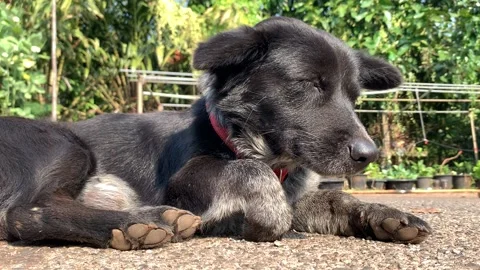 Dog sleep on the road Stock-Footage 147068918
