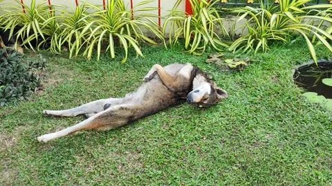 Dog sleep upside-down  Stock Footage 236082590