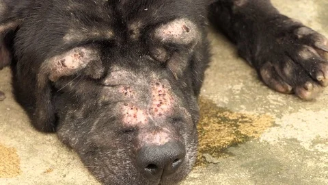 Dog sleeping., 4K video Stock Footage 81823820
