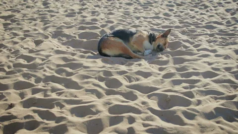 Dog sleeping on the beach Stock Footage 95292086
