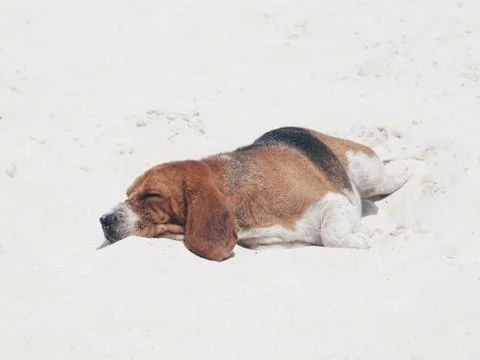 Dog sleeping on the beach 스톡 사진