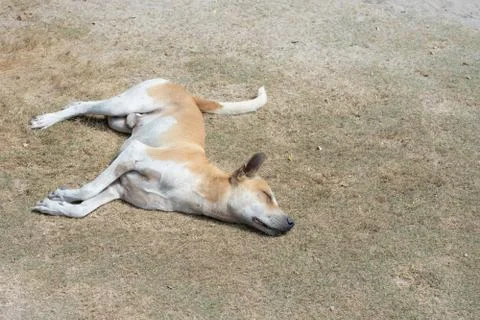 Dog sleeping on the beach Stock Photos