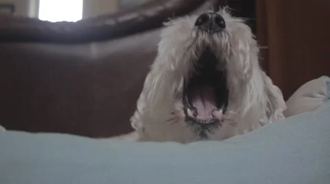 Dog Sleeping in Bed for 1 Minute Stock Footage 53132311