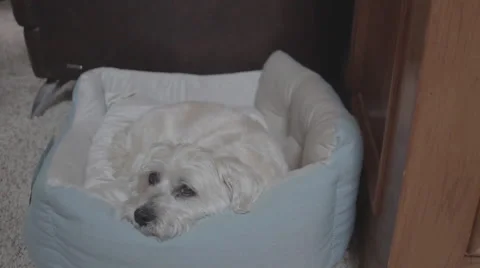 Dog Sleeping in Bed for 1 Minute Stock Footage 53137158