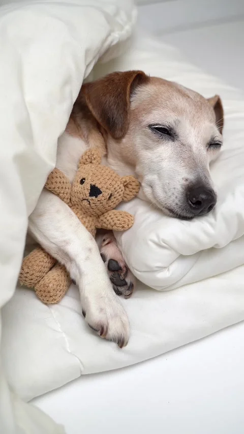 Dog sleeping in bed with bear toy Vídeo Stock 280483646