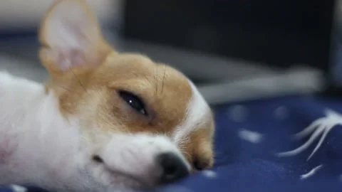 Dog sleeping on the bed Stock Footage 131586191