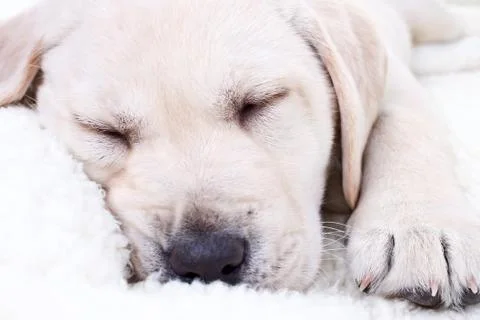 Dog Sleeping On Bed Stock Photos
