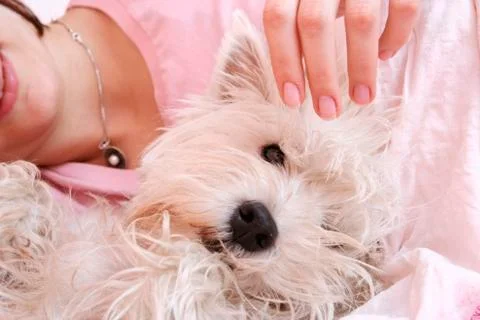 Dog sleeping on bed 스톡 사진