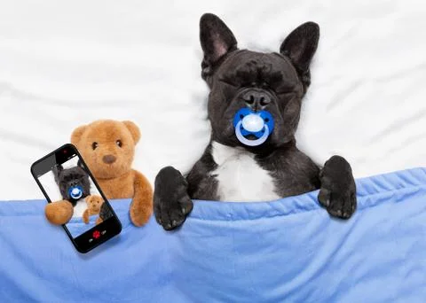 Dog sleeping  in bed Stock Photos