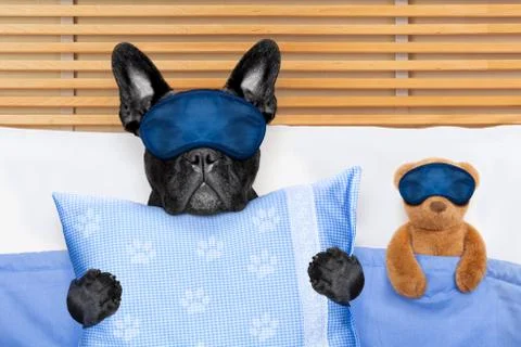 Dog sleeping in bed Stock-Fotos