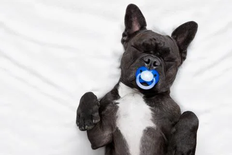Dog sleeping  in bed Stock Photos