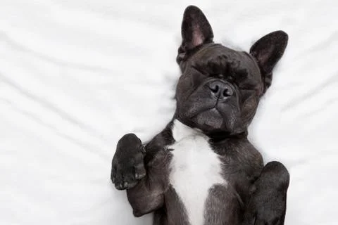 Dog sleeping  in bed Фото