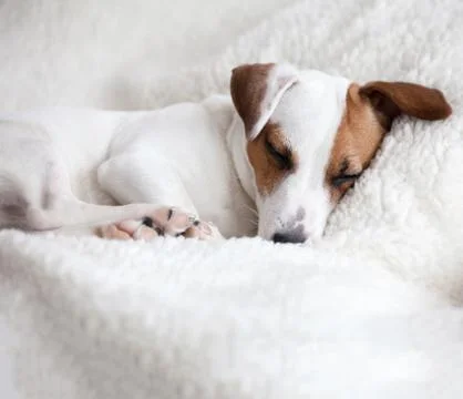 Dog sleeping on a bed Stock Photos