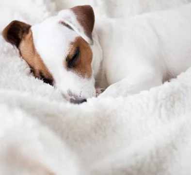 Dog sleeping on a bed Stock Photos