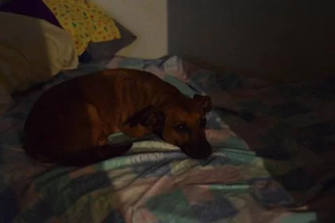 Dog sleeping in the bed 스톡 사진