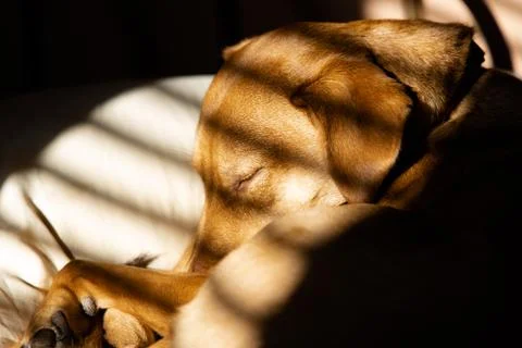 Dog Sleeping on Bed Stock Photos