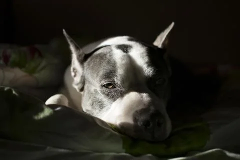 A dog sleeping on a bed Stock Photos