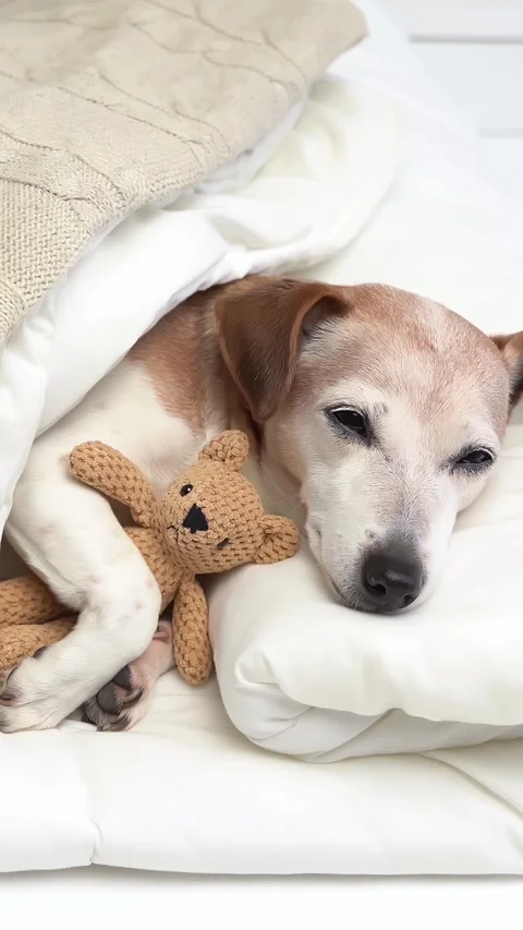 Dog sleeping bed vertical video footage Vídeo Stock 280483647
