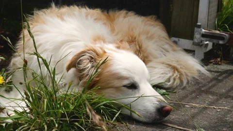 Dog Sleeping, Border Collie Stock Footage 146199124