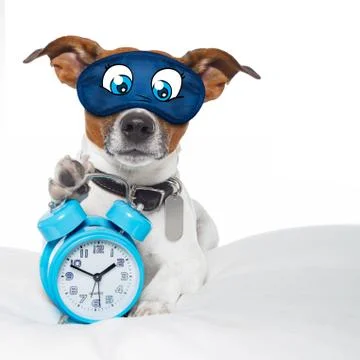 Dog sleeping with clock Foto stock