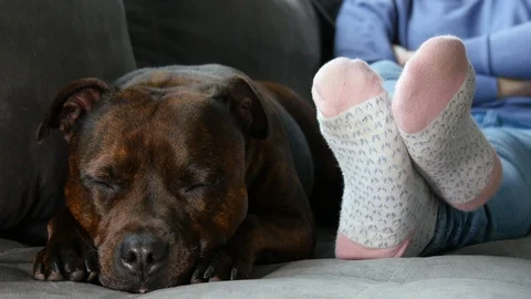 Dog is sleeping on the couch, 4K clip Stock Footage 90453458