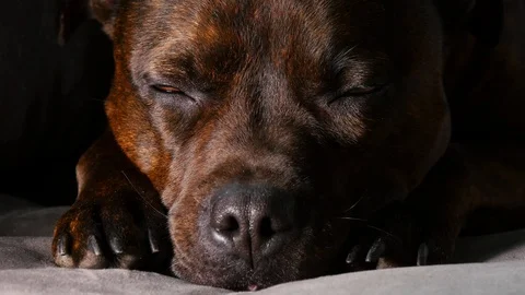 Dog is sleeping on the couch, 4K clip Stock Footage 90453858