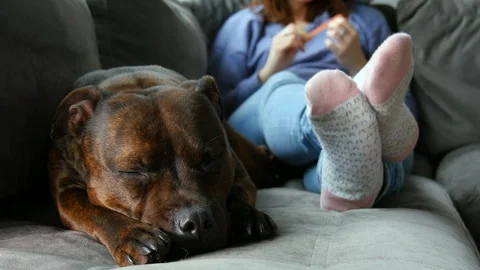 Dog is sleeping on the couch, 4K clip Stock Footage 90454315
