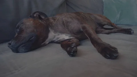 Dog sleeping on the couch. 4K footage. Stock Footage 111398685