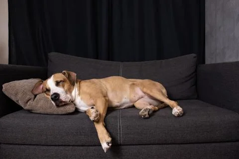Dog sleeping on the couch.  Stock Photos
