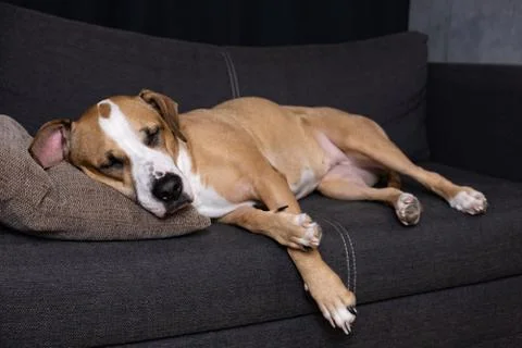 Dog sleeping on the couch.  Stock Photos