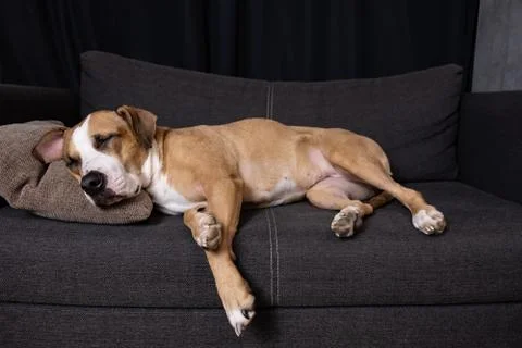 Dog sleeping on the couch.  Stock Photos