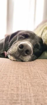 Dog sleeping on the couch Stock Photos