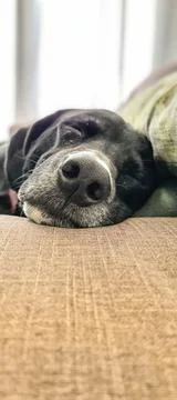Dog sleeping on the couch Stock Photos