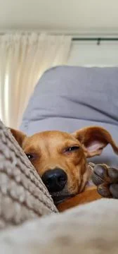 Dog Sleeping on the Couch Stock Photos