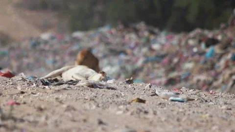 Dog sleeping on dump, landfill Stock Footage 238627974
