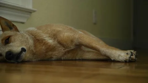 A Dog Sleeping on the Floor Video stock 169179662