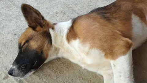 Dog sleeping on the floor. Stock Footage 231871470