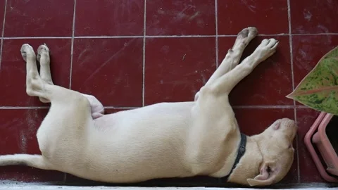 A dog sleeping on the floor Stock Footage 233194725