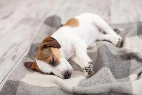 Dog sleeping on floor Stock Photos
