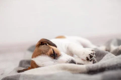 Dog sleeping on floor Stock Photos