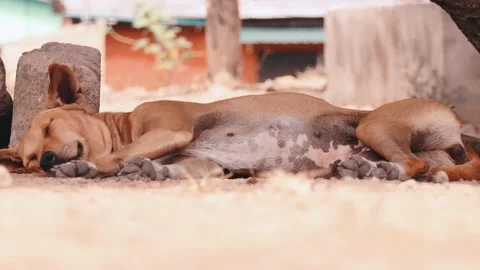 Dog sleeping on the floor under a shade Stock Footage 172084348