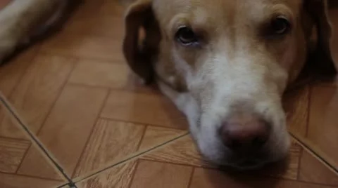 Dog sleeping Stock Footage 22034927